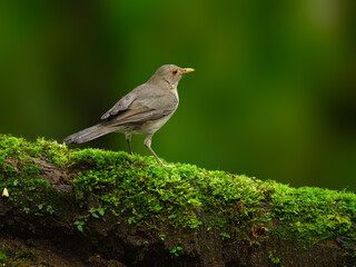 Ecuadorian Thrush on mossy log on green background