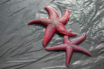 Pair of purple sea star fish in Homer Spit Alaska United States