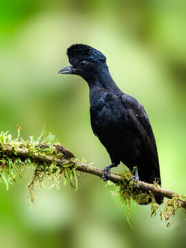 Amazonian Umbrellabird on mossy stick against green background