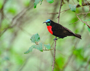 Male Scarlet-chested Sunbird on branch against green background