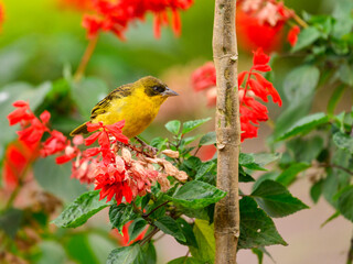 Baglafecht Weaver feeding on red flowers