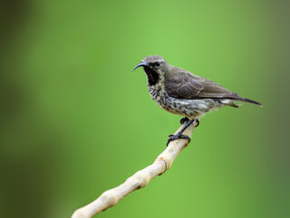 Female Scarlet-chested Sunbird on stick against green background