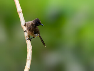 Common Bulbul on stick against green background