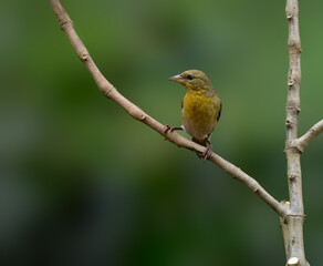Female Vitelline Masked Weaver on branch against green background