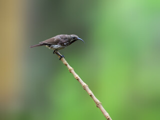Female Scarlet-chested Sunbird on stick against green background