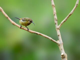 Female Scarlet-chested Sunbird on stick against green background