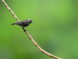 Female Scarlet-chested Sunbird on stick against green background