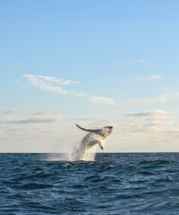 whale jumping in the sea