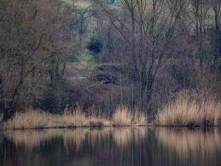 Waldsee im Winter