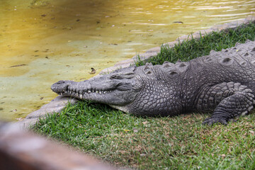 ANIMALES ZOOLOGICO