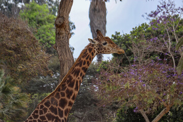 Fototapeta premium ANIMALES ZOOLOGICO