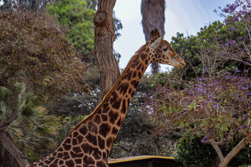 ANIMALES ZOOLOGICO