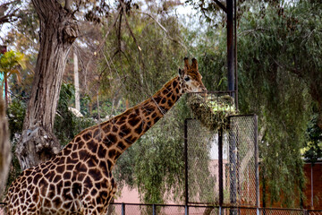 ANIMALES ZOOLOGICO © Brunito Filmmaker