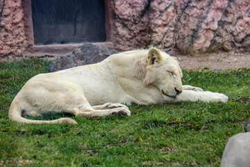  LEON BLANCO - ANIMALES ZOOLOGICO