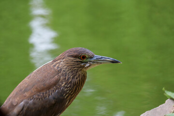 ANIMALES - ZOOLOGICO - NATURALEZA