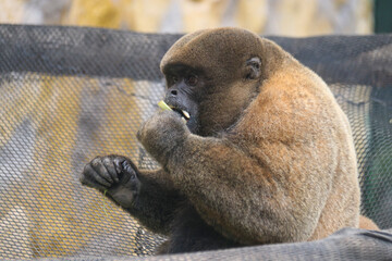 ANIMALES - ZOOLOGICO - NATURALEZA