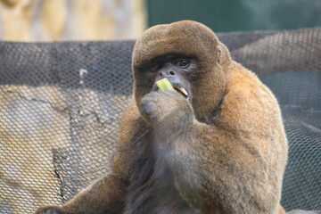 ANIMALES - ZOOLOGICO - NATURALEZA