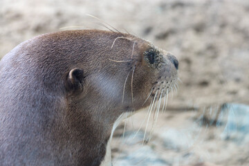 Fototapeta premium ANIMALES - ZOOLOGICO - NATURALEZA