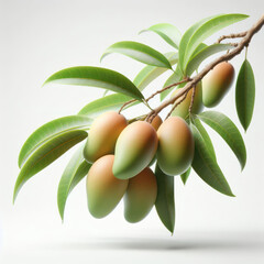 Mangoes, mango plant branch, Unripe Green Mangoes grows on Hanging Down, Green foliage, Hanging mangoes (Mangifera indica), манго, high quality portrait, isolated white background.