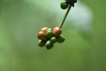 well grow coffee beans with coffee tree branch in green background 