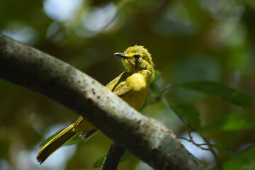 a yellow warbler bird sitting on a tree branch cute small yellow bird on edge of tree branch