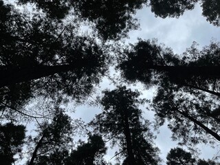 fondo de pantalla de la vista de las copas de los arboles