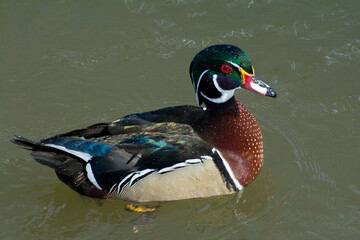 A male Wood Duck in spring.