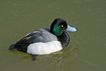 A male Lesser Scaup.