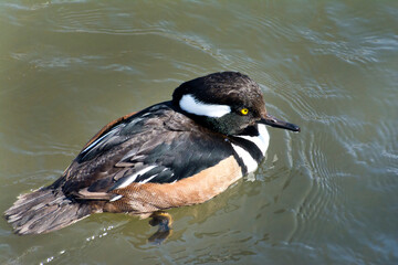 A male Hooded Merganser.