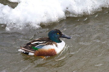 A male Northern Shoveler Duck.