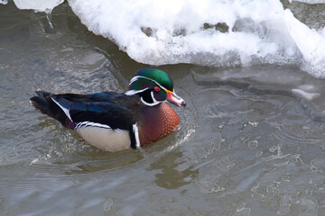 A male Wood Duck in early spring.