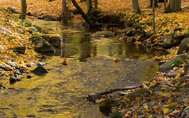 A stream coloured gold in autumn