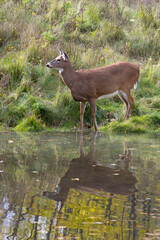 White-Tailed Deer spooked at the water-hole.