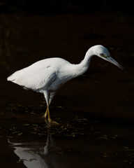 Walking through the shadows