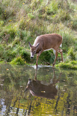 White-Tailed Deer spashing through a pond.