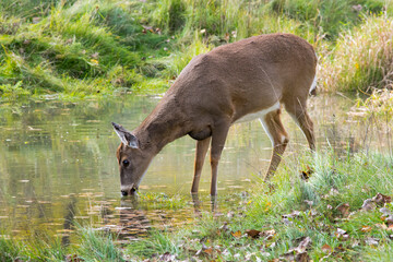 A White-Tailed Deer drinking in a pond.