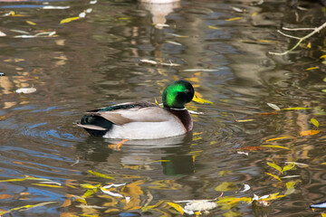 A male Mallard Duck in autumn.