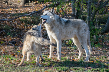 A pair of Timber Wolves playing.