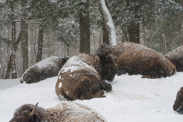 Bison in a snowstorm at Omega Park.