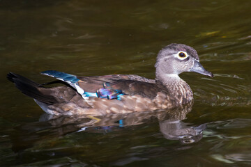 Closeup of a female wood duck.