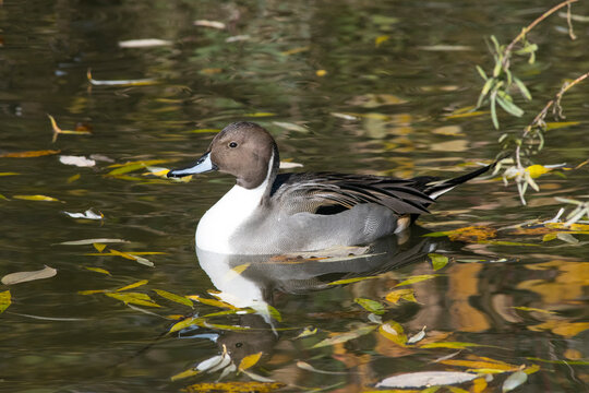 A male Northern Pintail Duck in autumn.