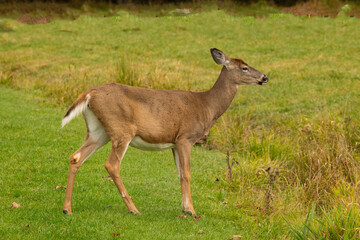 A White-tailed doe deer crossing a meadow.