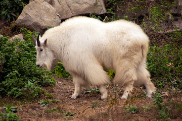 A Rocky Mountain Goat in summer.
