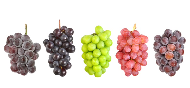 ぶどう5種　左から　巨峰　スチューベン　マスカット　甲斐路　ピオーネ