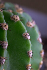 Detail of spiked thorns of green cactus in vertical with space for copy paste