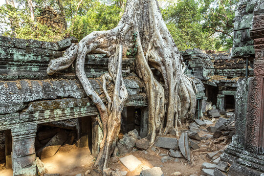 Old ruins in the forest, Angkor Wat, Cambodia