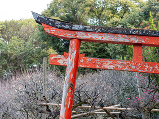 稲荷神社の古い鳥居と梅園の風景