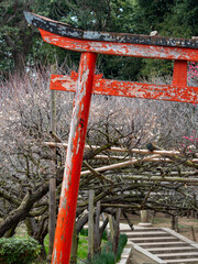 稲荷神社の古い鳥居と梅園の風景