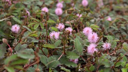 The shy princess flower (Mimosa Pudica) grows beautifully