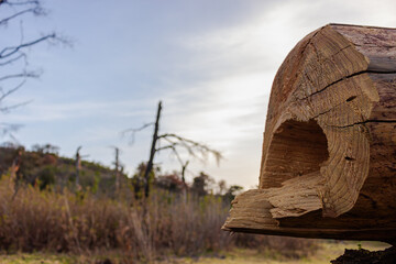 a cut tree stump in the foreground, deforestation and forest destruction,a cut tree stump in the foreground, deforestation and forest destruction. A landscape marked by natural and environmental disas